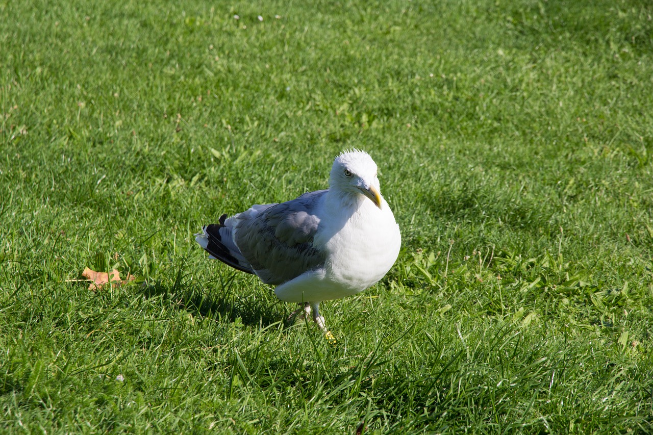 seagull bird white free photo