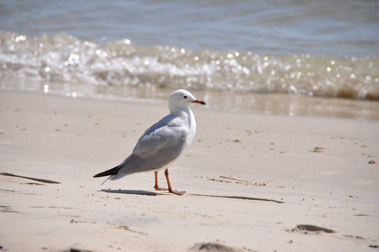 seagull ocean sea free photo