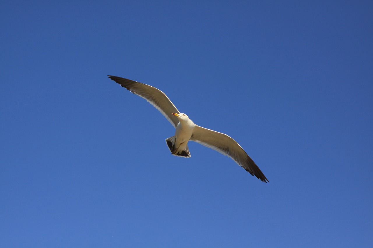 seagull tidal ganghwado free photo