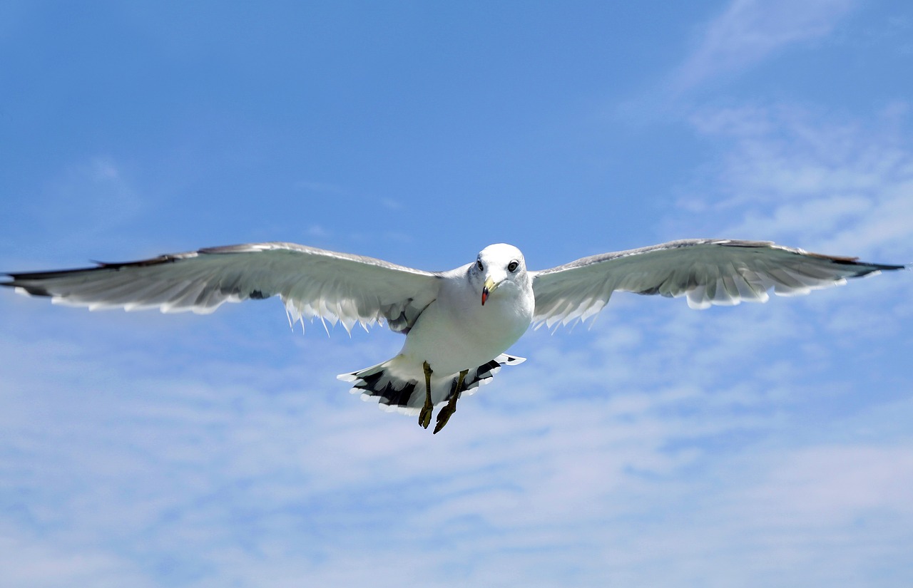 seagull jeju island udo free photo