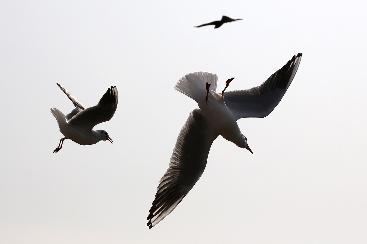seagull sea gull silhouette free photo