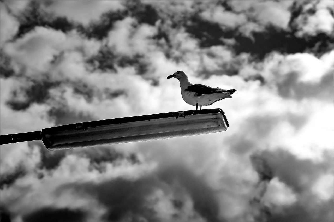 seagull lamp sky free photo