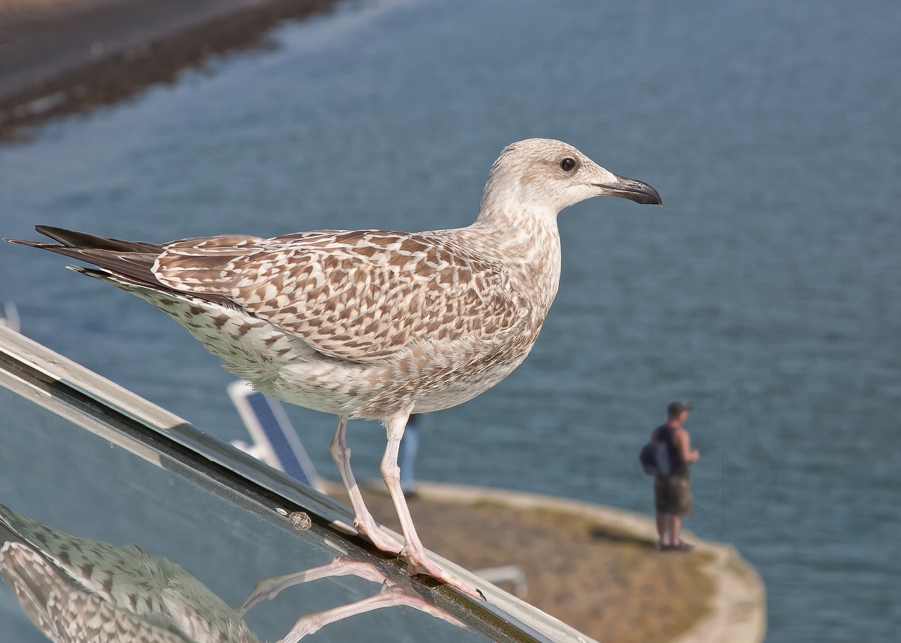 seagull angler north sea free photo