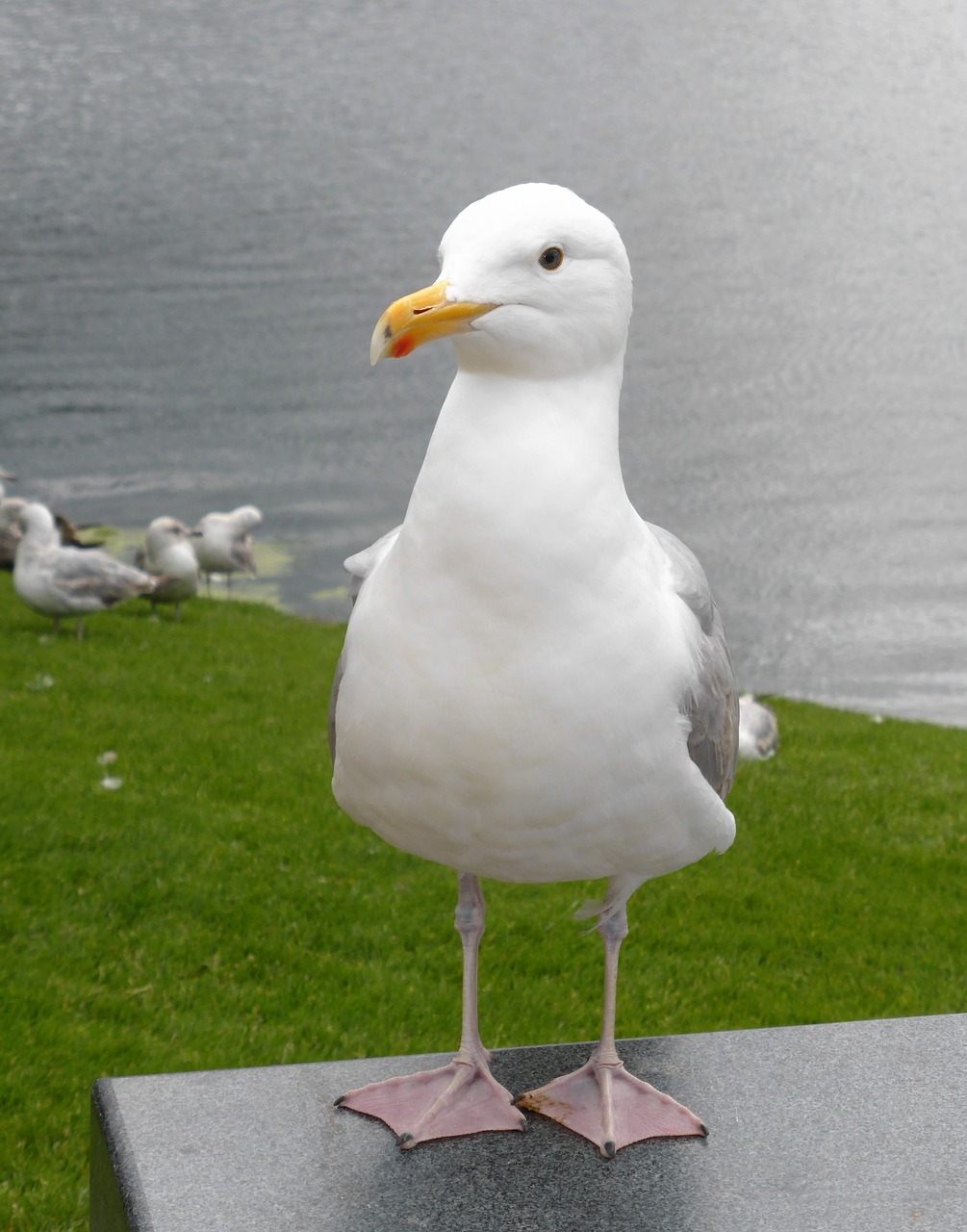 seagull sea beak free photo