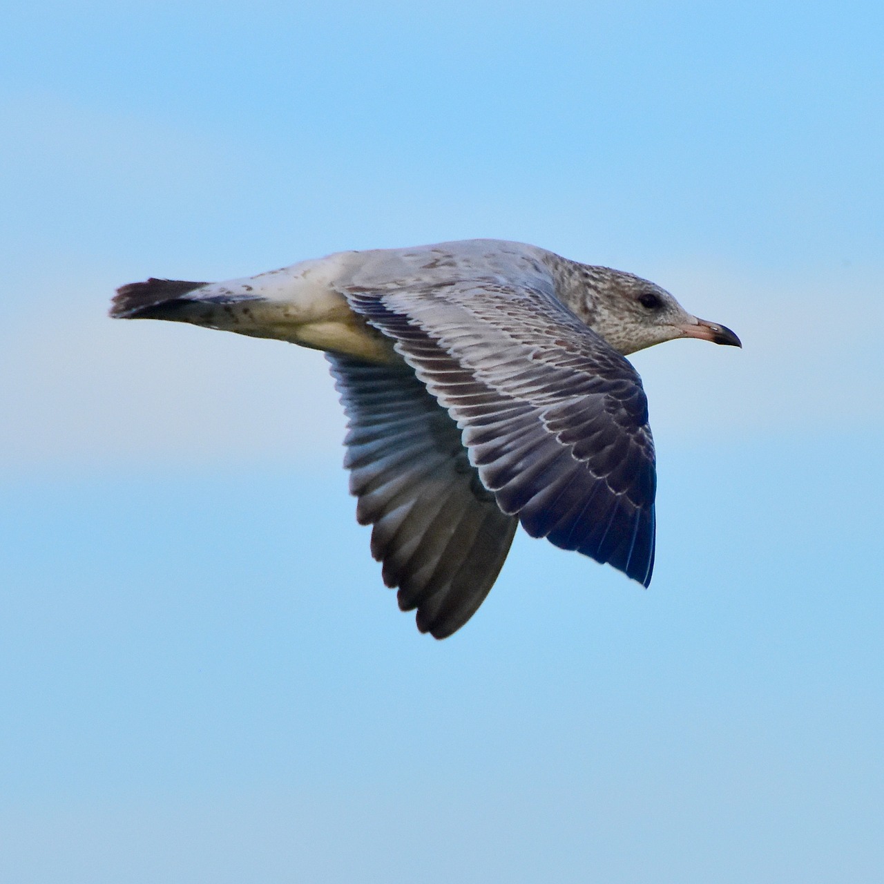 seagull water air free photo