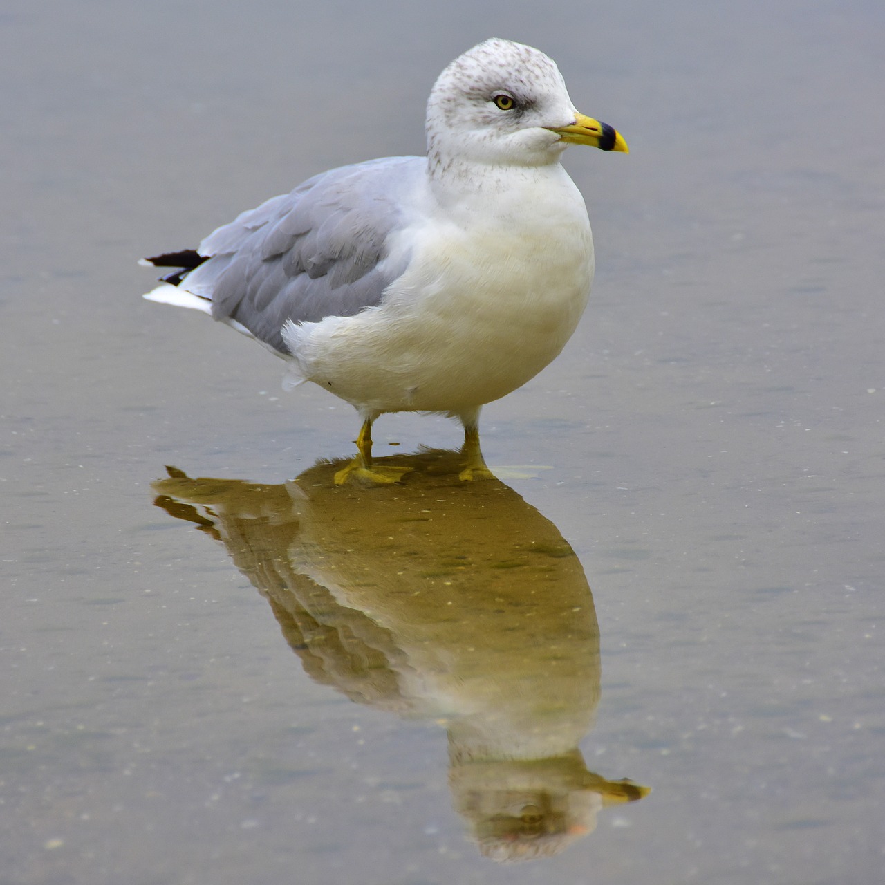 seagull bird water free photo