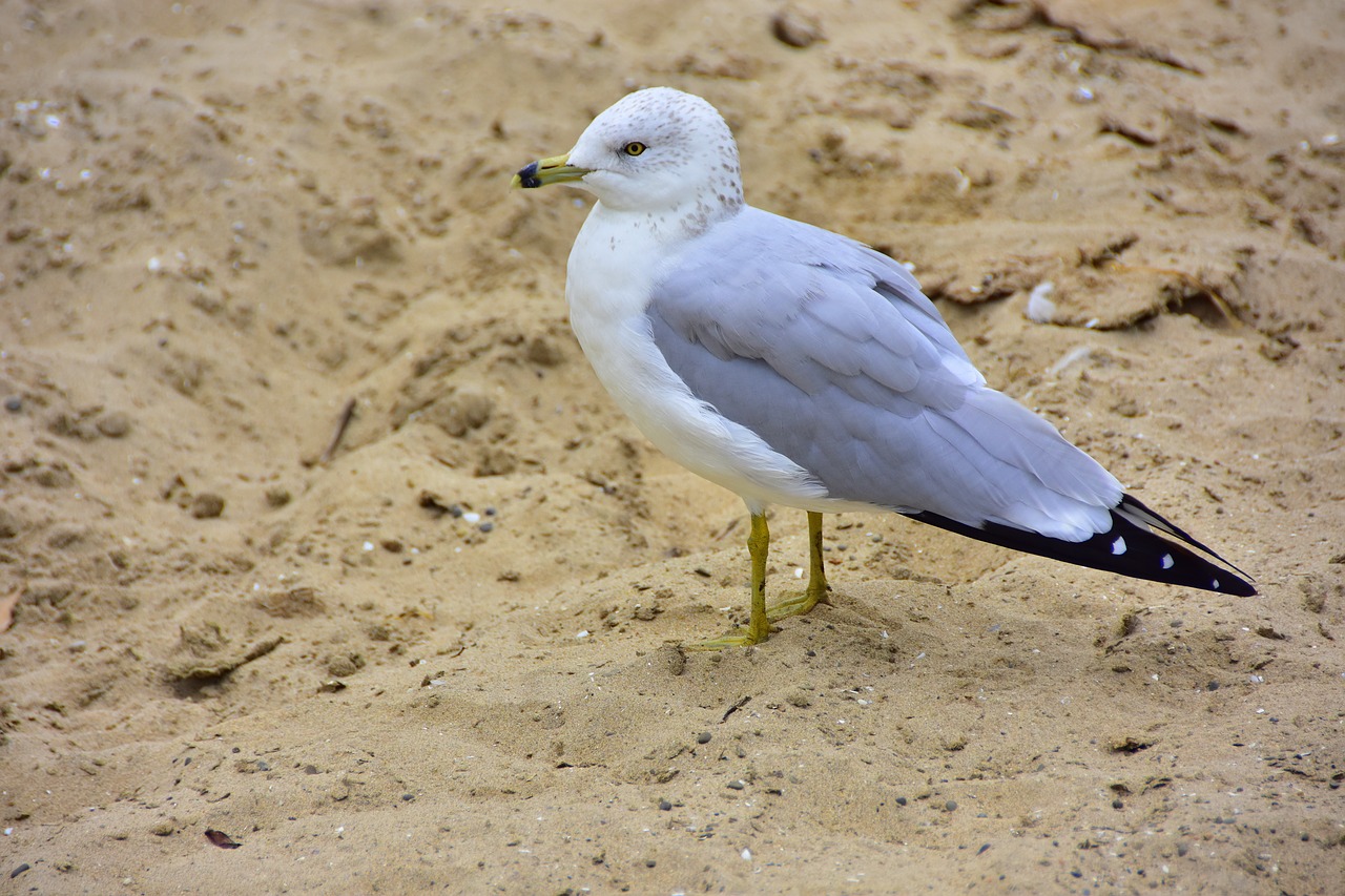 seagull sand sea free photo