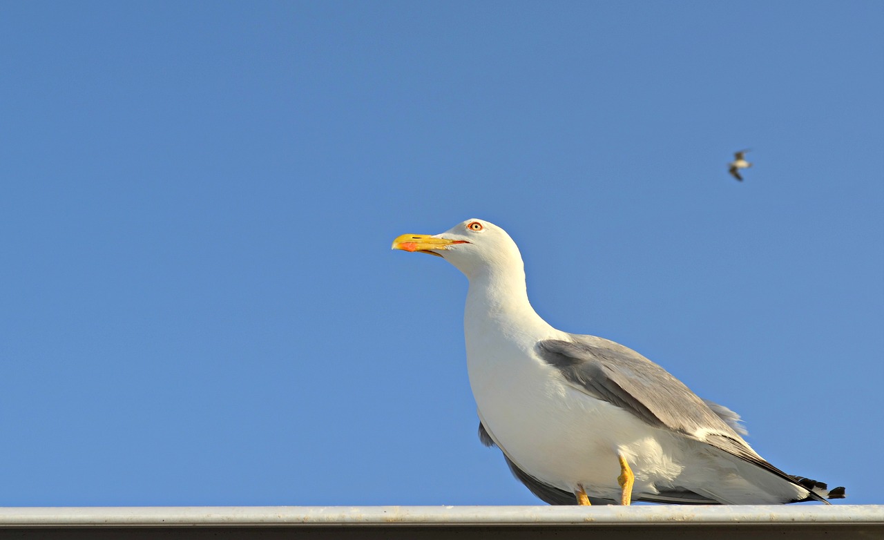 seagull sea sky free photo