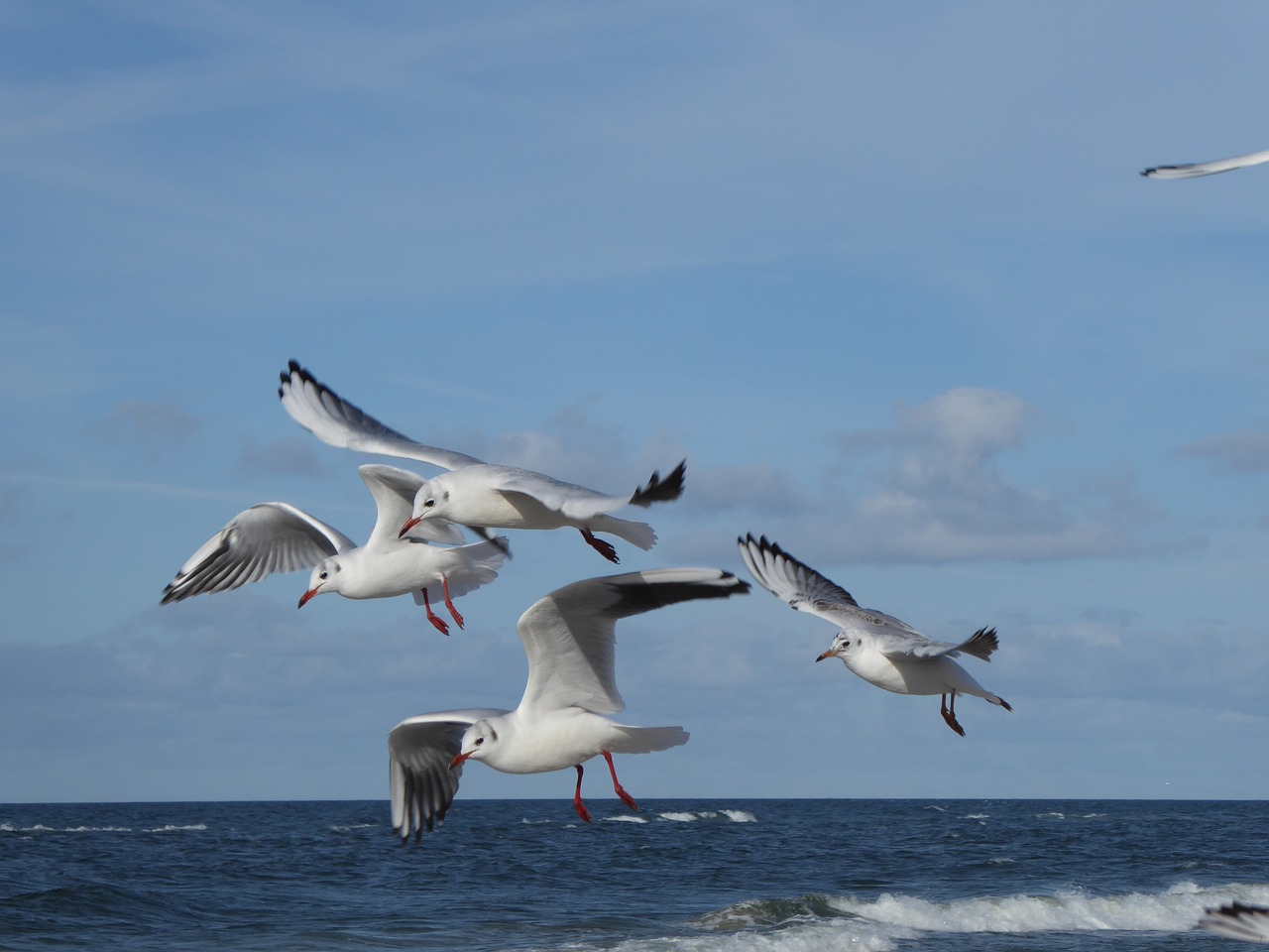 seagull bird sea free photo