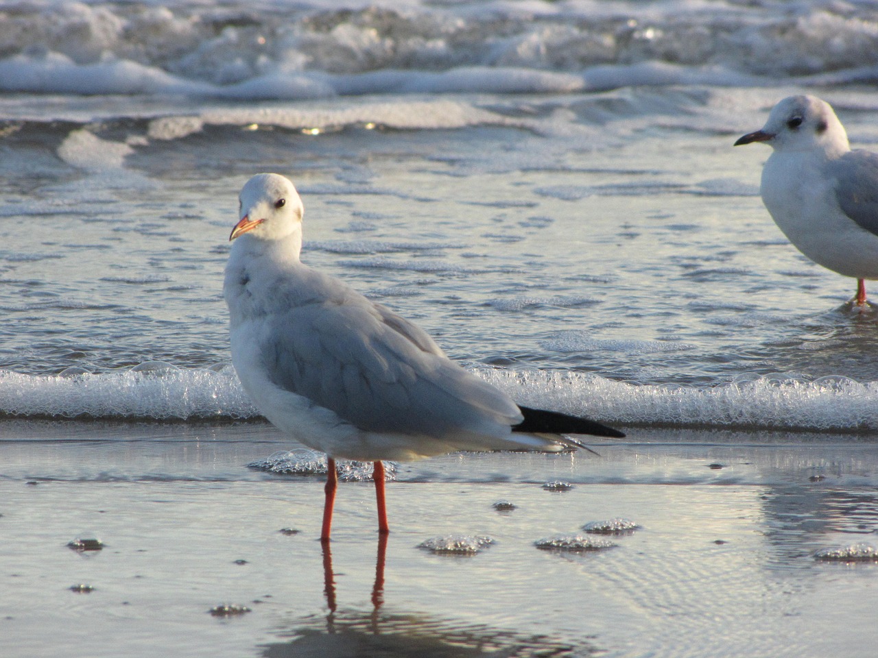 seagull baltic sea sea free photo