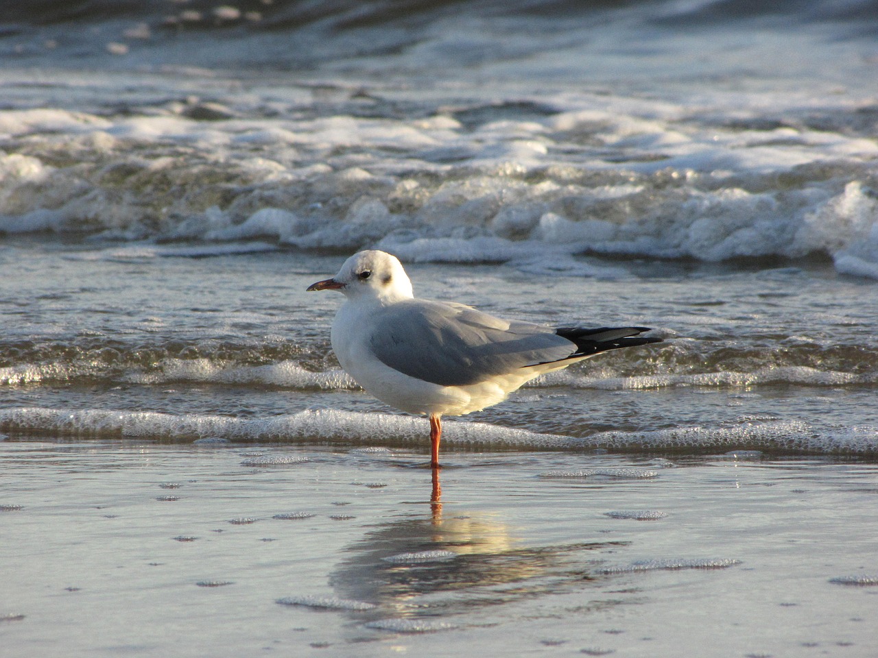 seagull water wave free photo