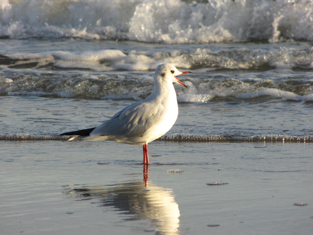 seagull beach water free photo