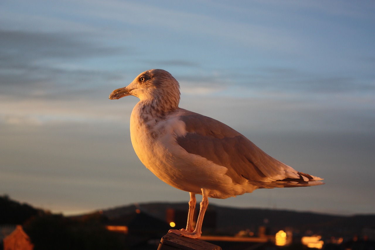 seagull bird garden area free photo