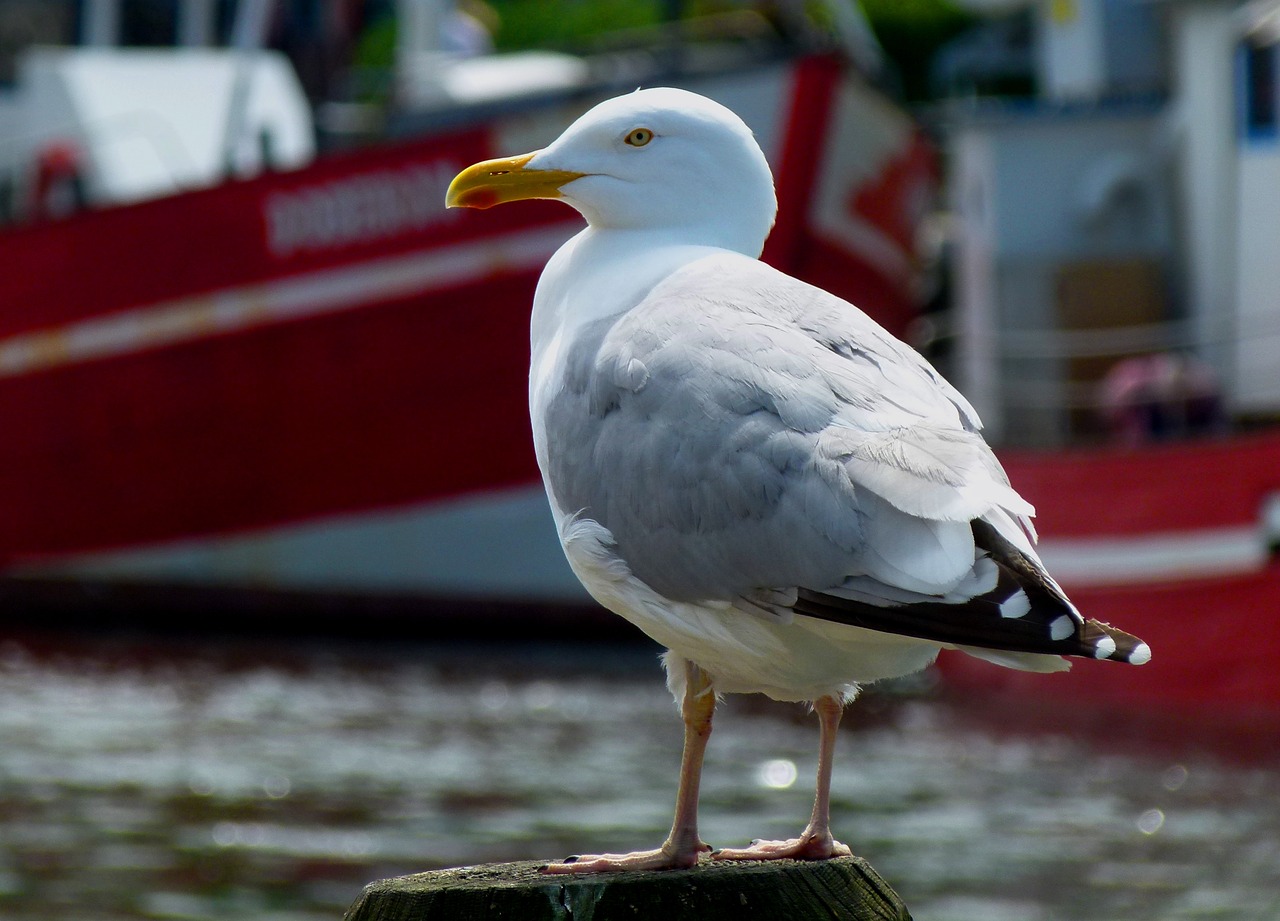 seagull maritime bird free photo