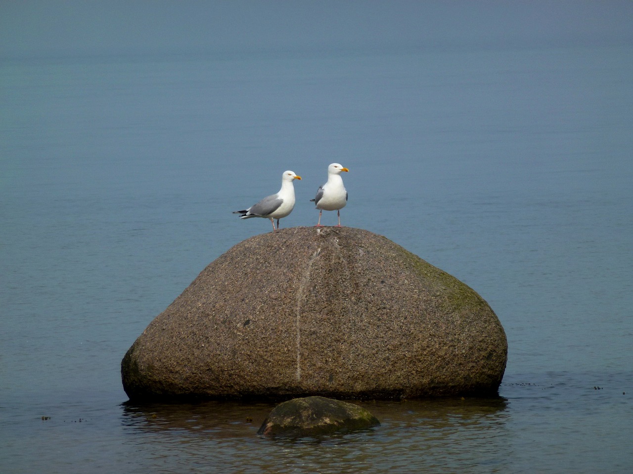 seagull maritime stone free photo