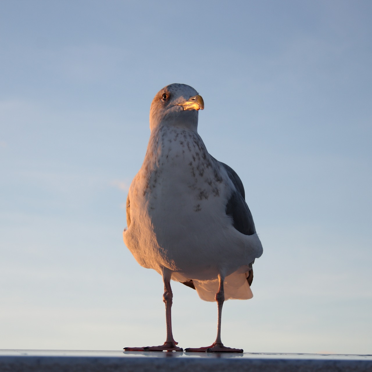 seagull bird natural free photo