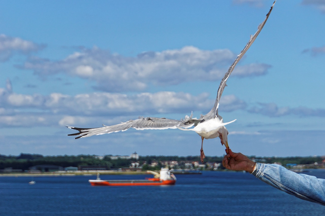 seagull bird close free photo