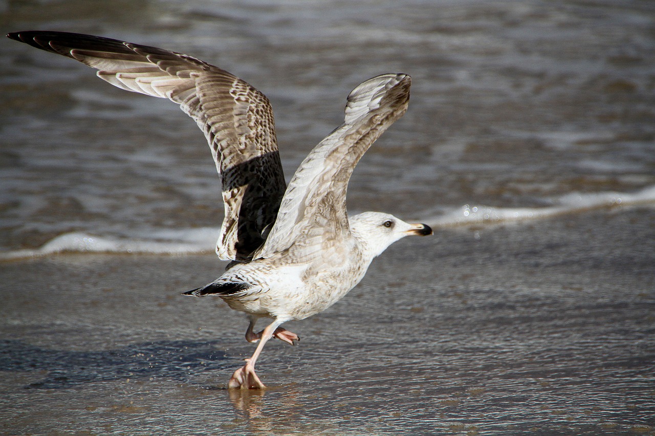 seagull beach bird bird of prey free photo