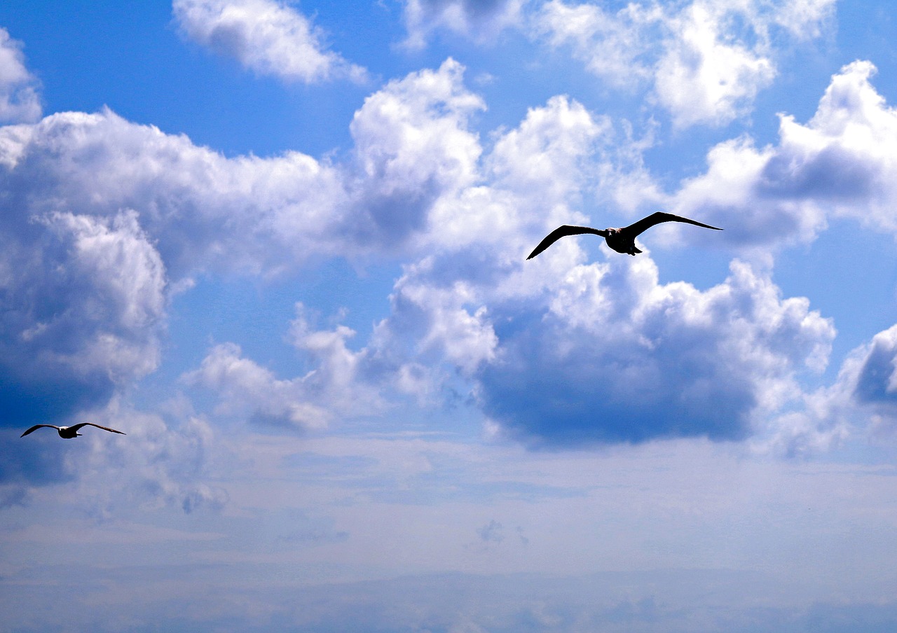 seagull istanbul clouds free photo