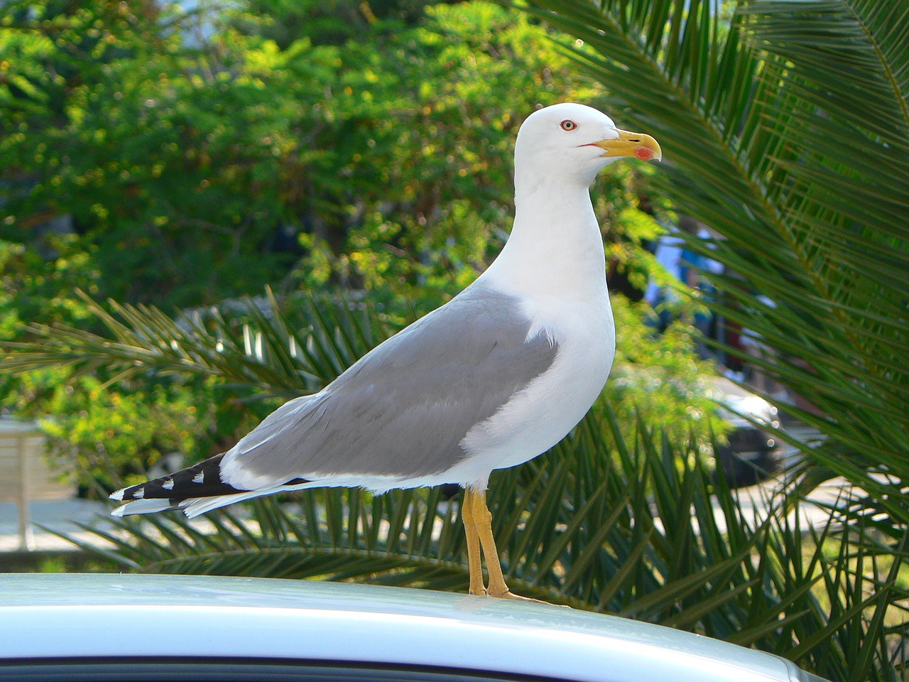 seagull urban wildlife ave free photo
