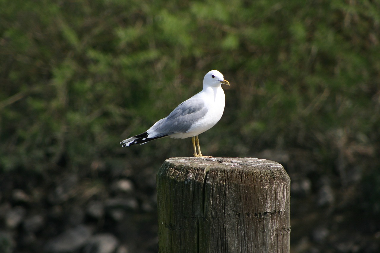 seagull pile mood free photo