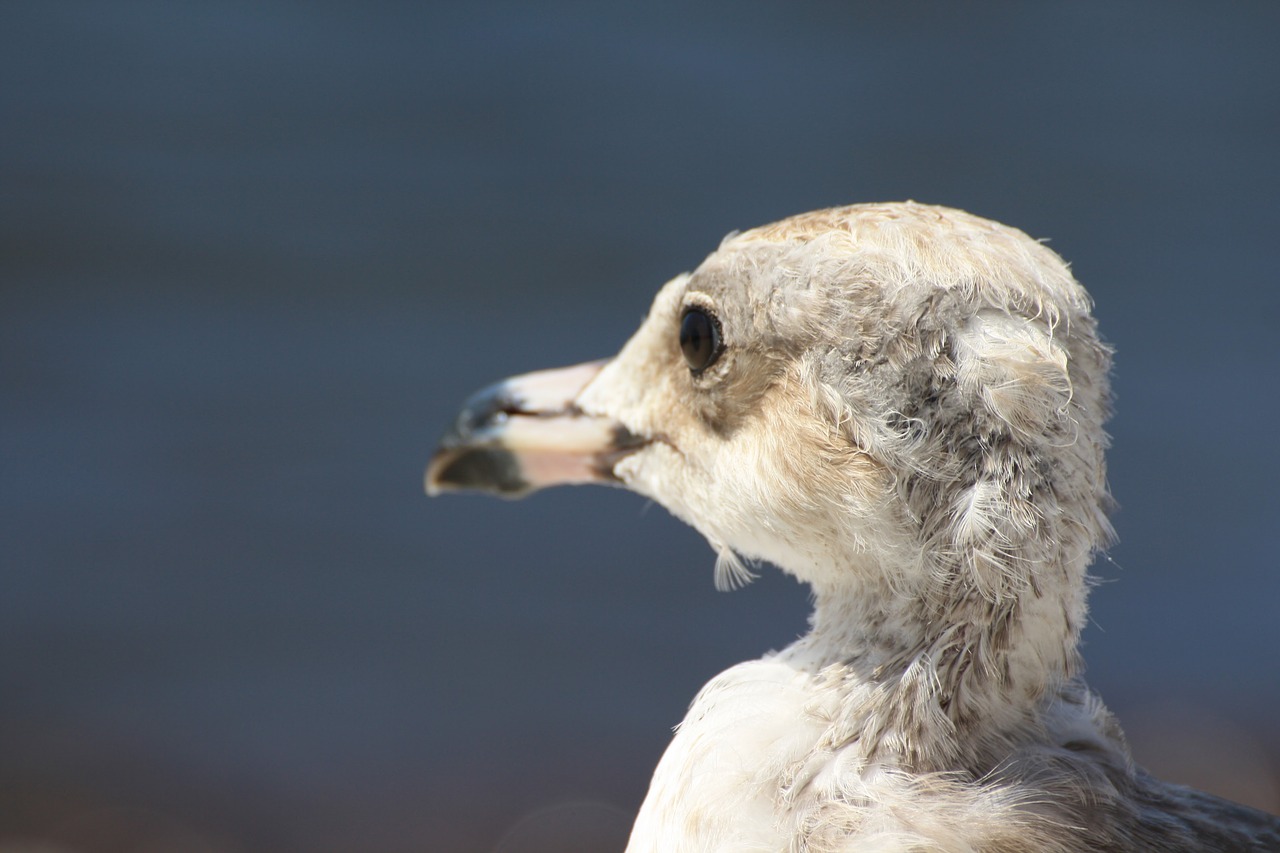 seagull first floor seabirds free photo