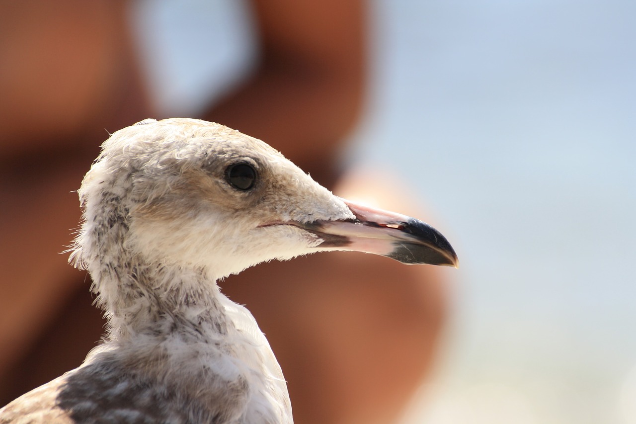 seagull first floor seabirds free photo