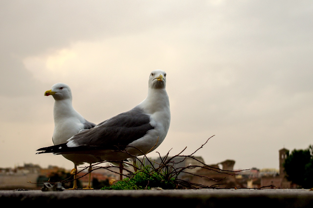 seagull bird beak free photo