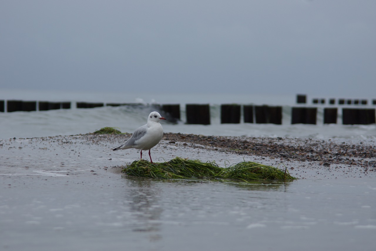 seagull baltic sea water free photo