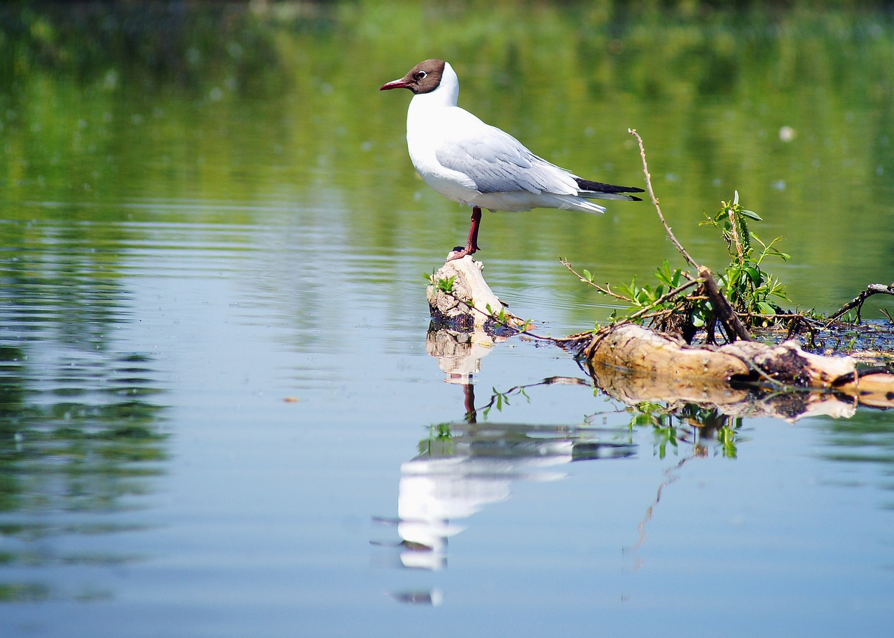 seagull water nature free photo