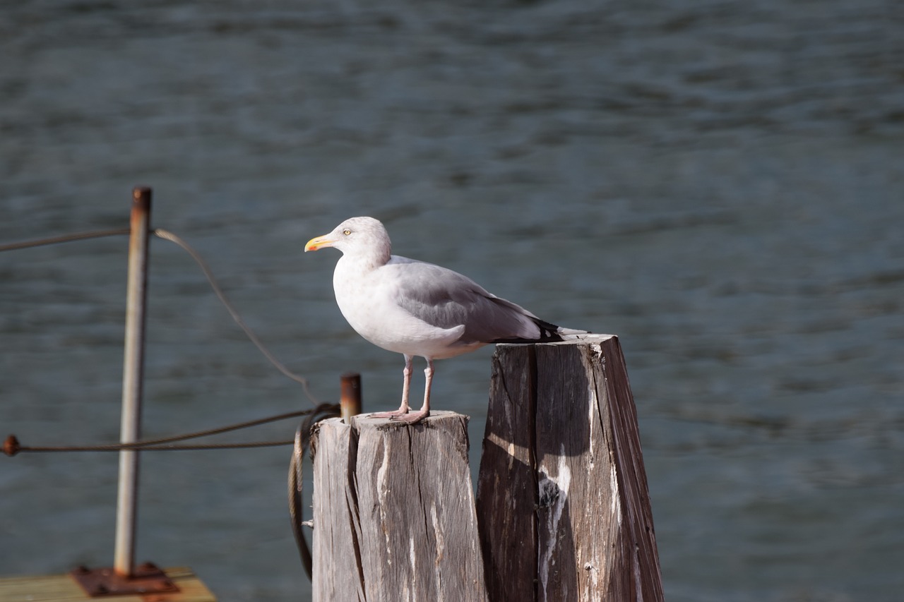 seagull staten island new york free photo