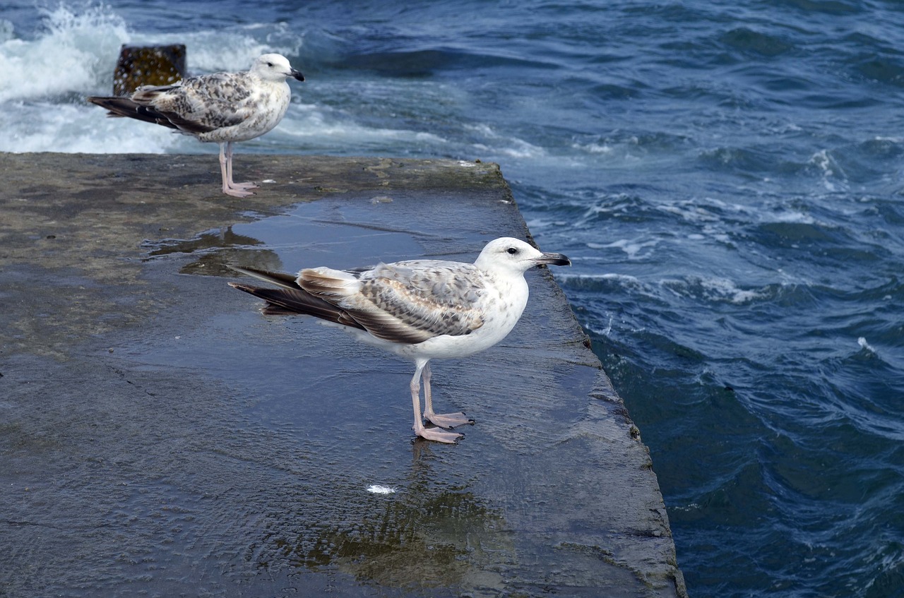 seagull pier wave free photo