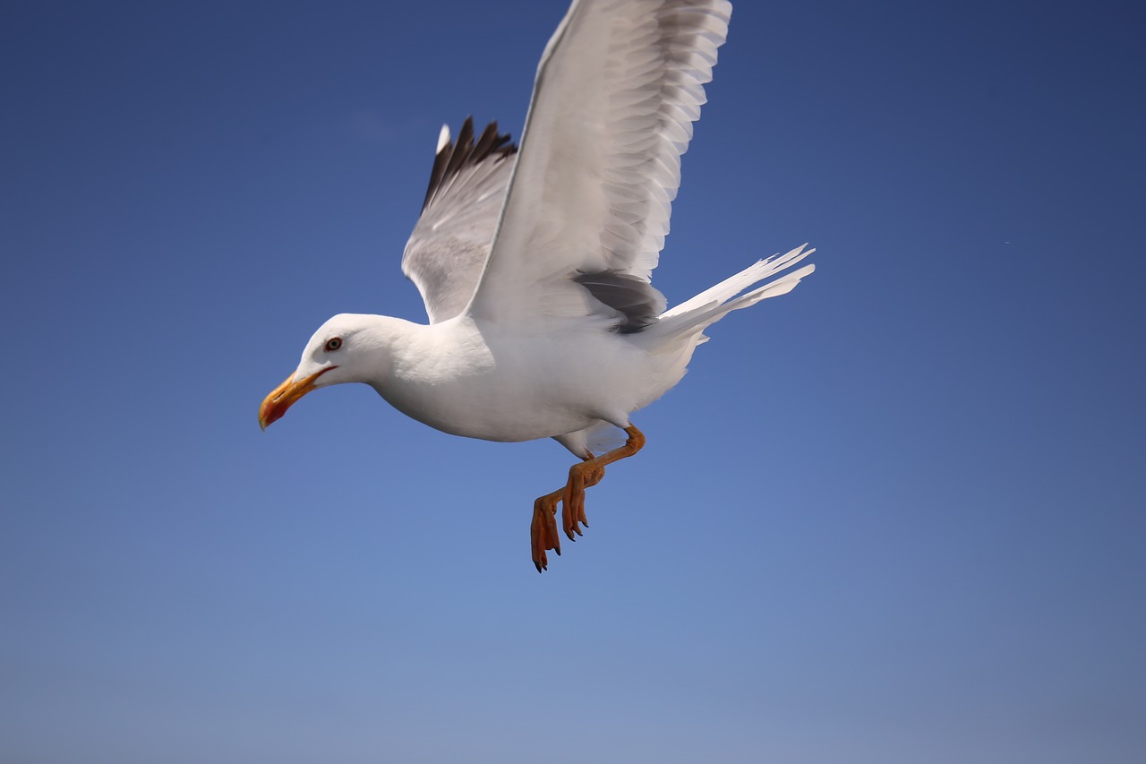 seagull sky blue free photo