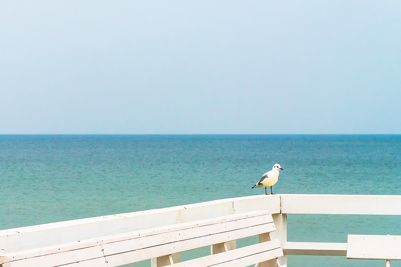 seagull sea sky free photo