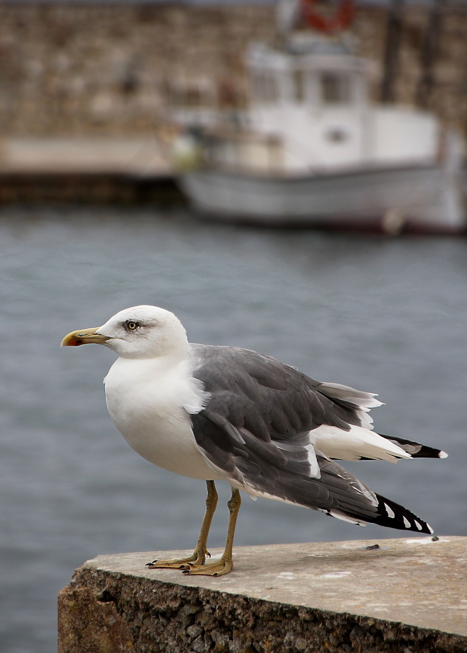 seagull port bird free photo