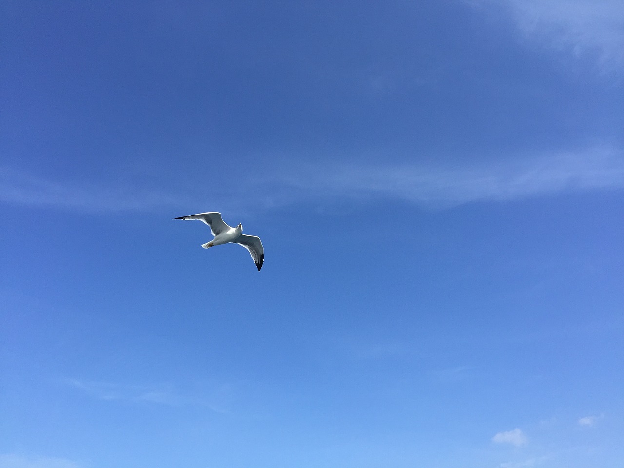 seagull blue sky air free photo