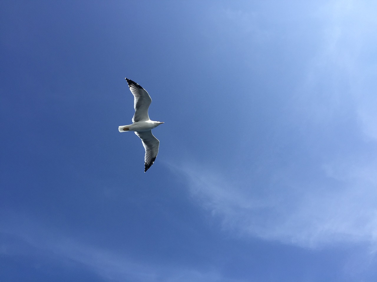 seagull blue sky air free photo