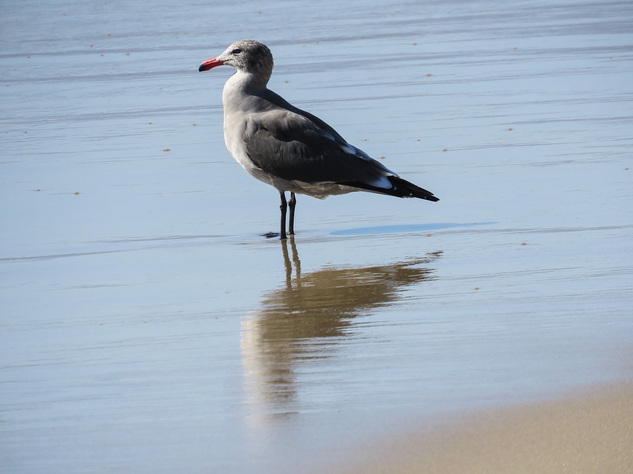 seagull beach ocean free photo