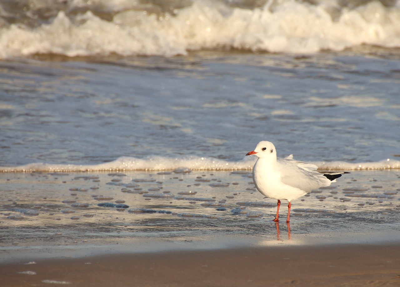 seagull water bird coast free photo