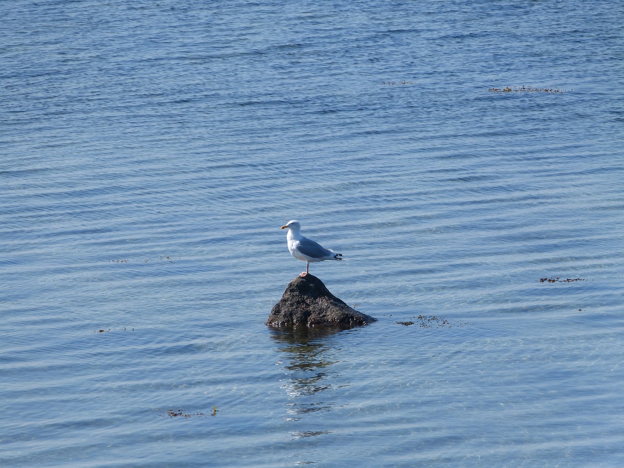 seagull baltic sea geltinger bakshi free photo