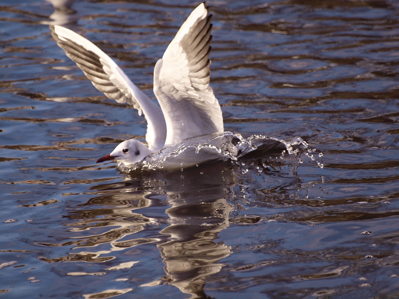 seagull water animals free photo