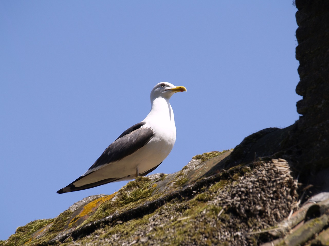 seagull air blue free photo