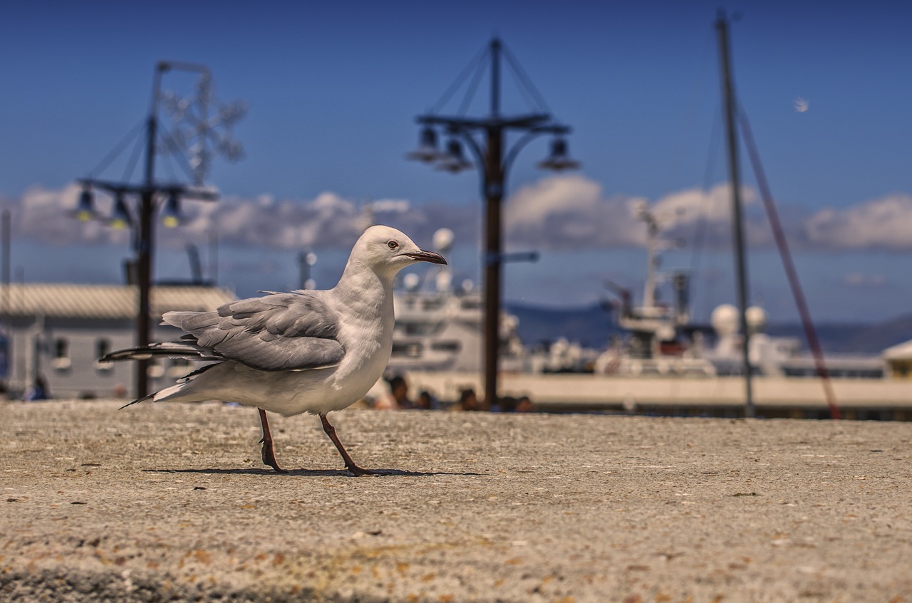 seagull port bird free photo