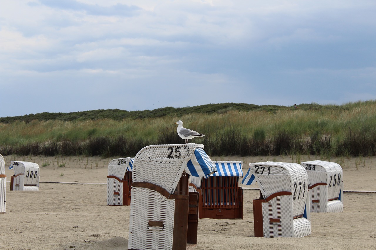 seagull animal bird free photo