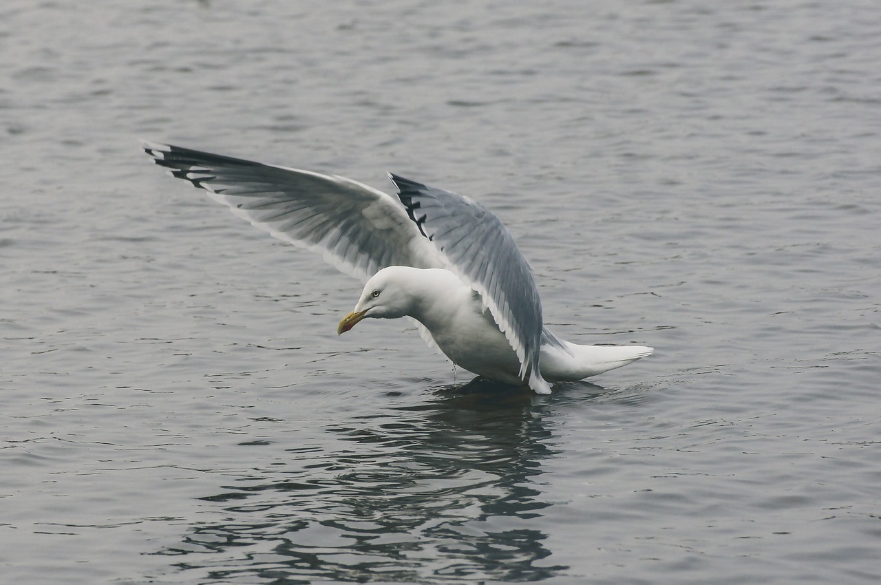 Seagull,fly,water,holiday,beach - free image from needpix.com