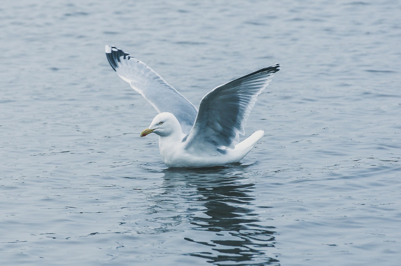 seagull fly water free photo