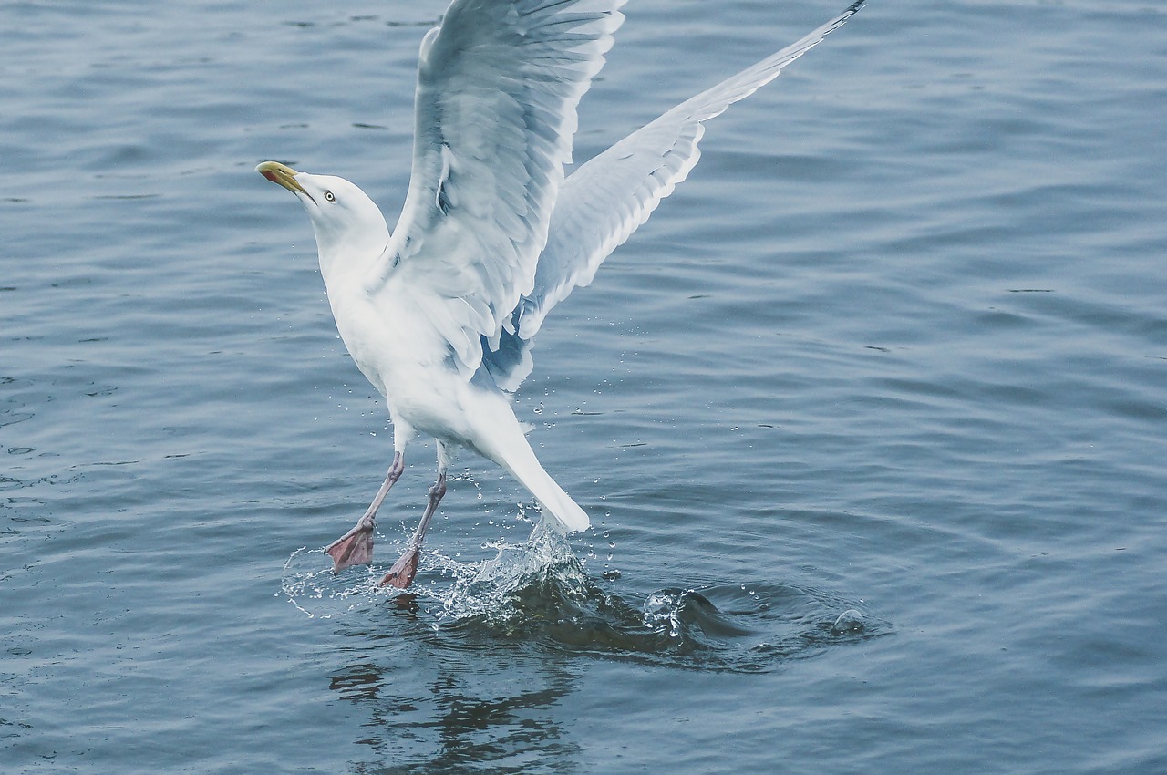 seagull fly water free photo