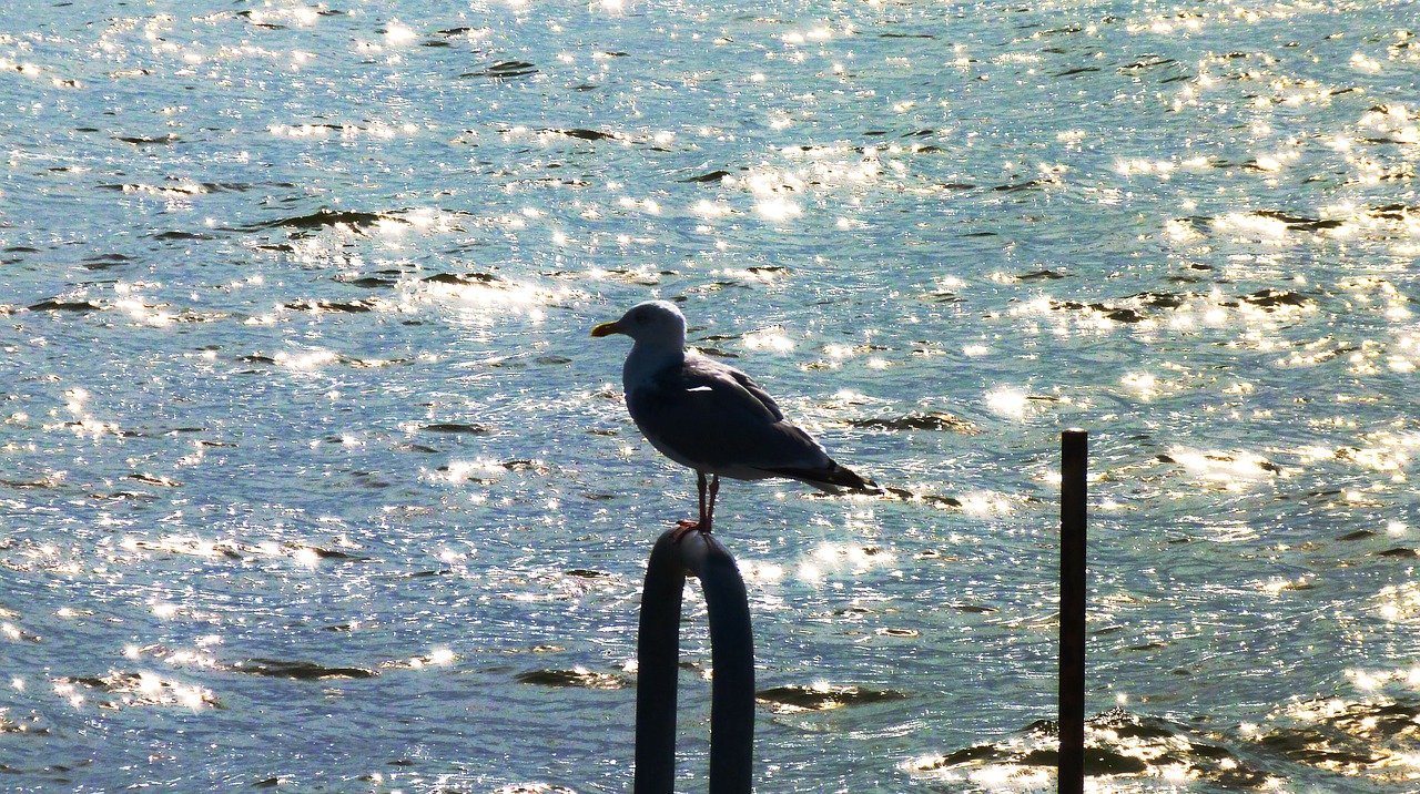 seagull bird back light free photo