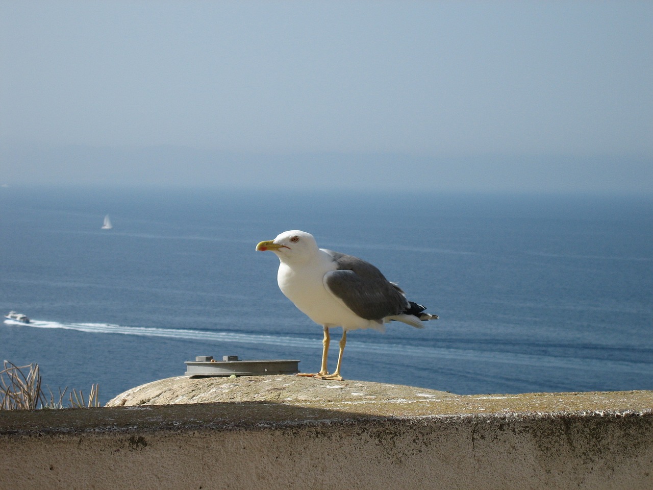 seagull bonifacio bird free photo