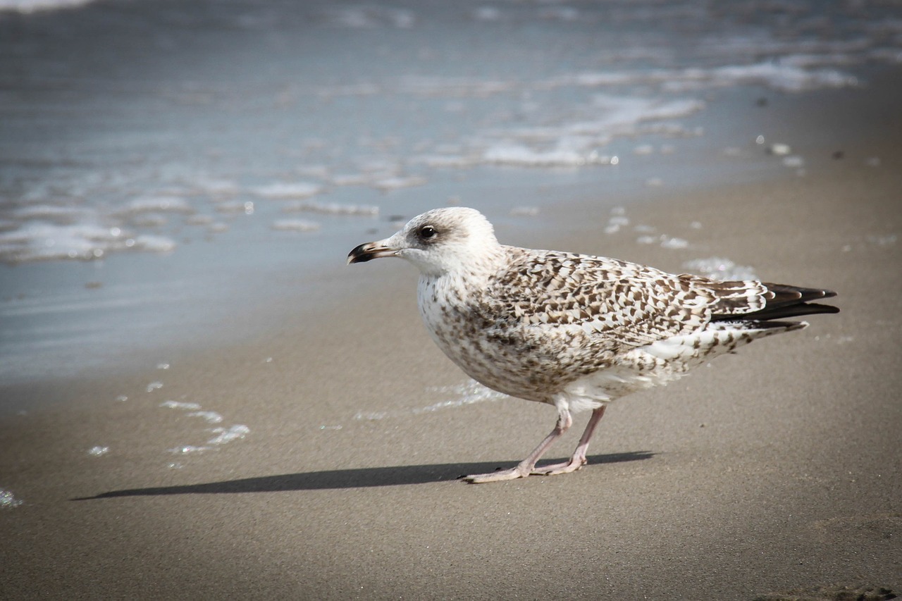 seagull beach baltic sea free photo